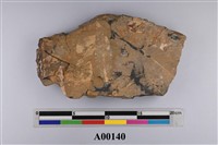 藏品(植物化石)的圖片